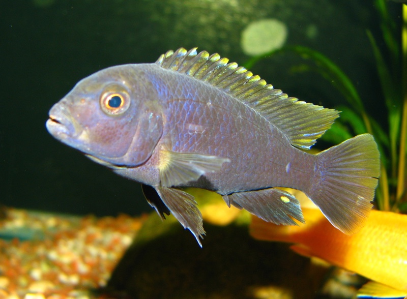 Labidochromis sp. 'mbamba'